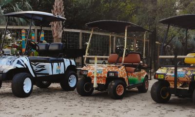 3-carts-at-zoo