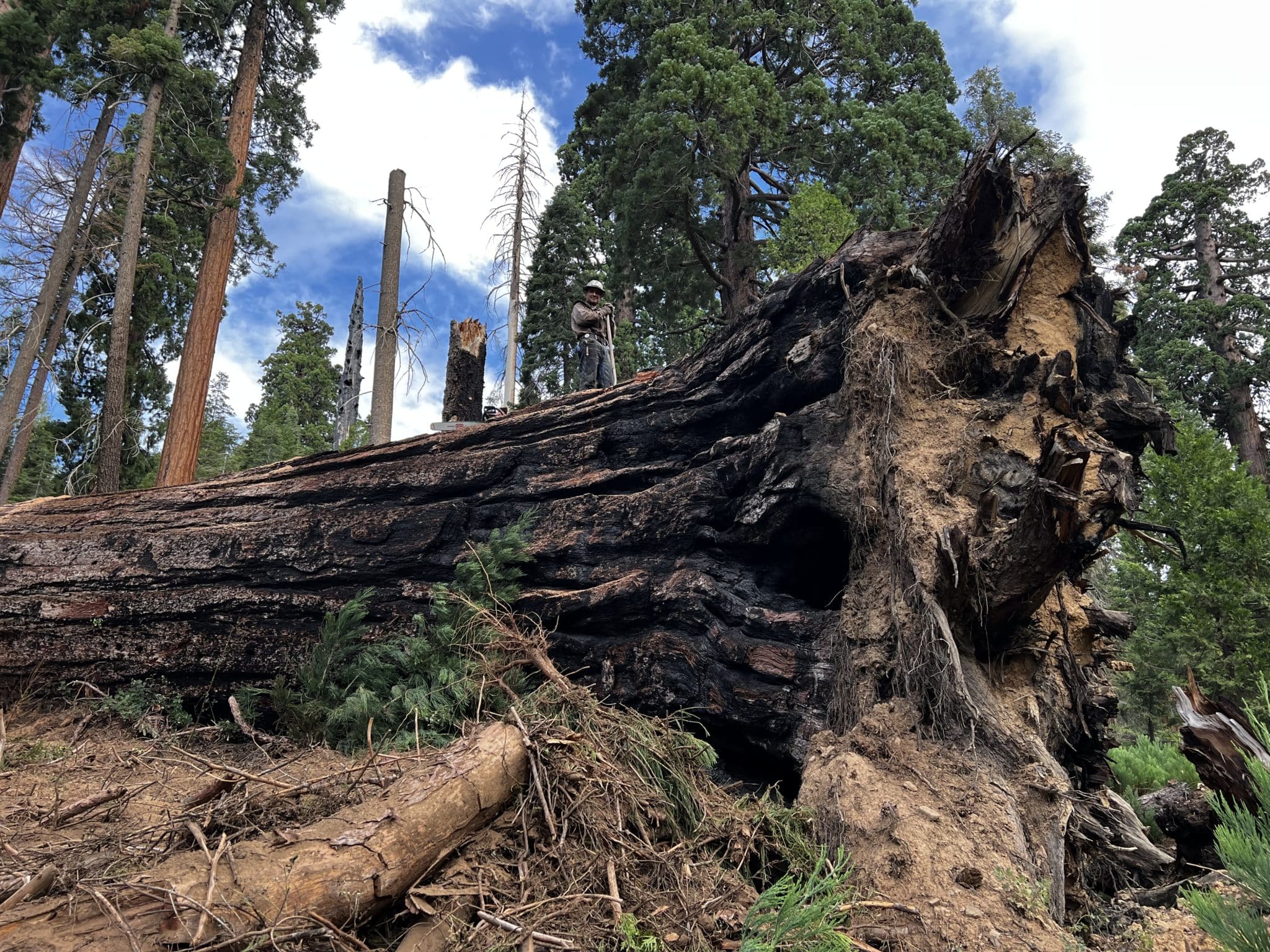 Signs by Van Starts Old Growth Lumber Co.